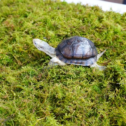 Sphagnum Moss for Tortoise - 8oz Natural Reptile Substrate for Humidity & Burrowing, Moisture-Retaining Terrarium Bedding for Box Turtles, Hermit Crabs & Amphibians, Decorative Vivarium Moss