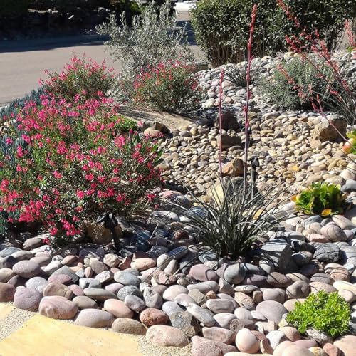 FANTIAN 20 lbs Large River Rocks for Outdoor Landscaping, 3-4 Inch Decorative Pebbles for Landscaping Garden Yard Paving Fish Tank Plant Crafting Walkways and Painting | Large Stones Decorative Pebbles for Landscaping, Garden, Plant, Yard Paving, Fish Tan