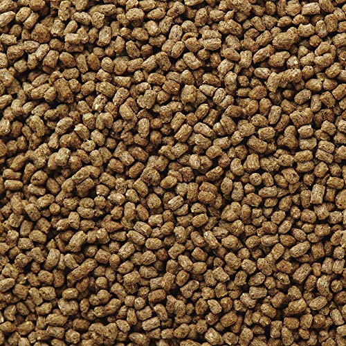 Mazuri | Bearded Dragon Food - Insect Portion of a Complete Diet | 8 Ounce (8 oz) Bag - size: 8 Ounce (Pack of 1)