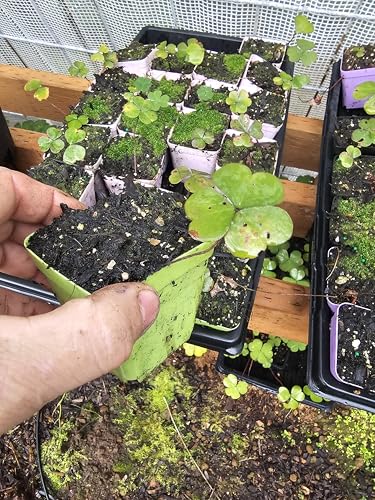 4-Pack Live Oxalis Small 3" pots deep Shade, Shamrock, Clover