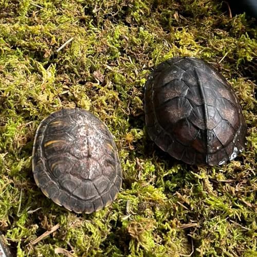 Winter Tortoise Habitat Kit,Turtle Tank Accessories,Turtle Tank Accessories,Snake Hide,Small Animals Hide with Hygrometer Thermometer,Apply to Frogs,Snakes,Lizards,Tortoise.