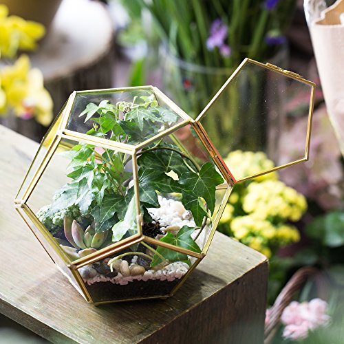 NCYP Glass Geometric Terrarium Planter with Door and Foot, Pentagon Ball Shape Glass Terrarium for Fern, Succulents, Small Plants, Gold, 6.8 x 6.8 x 5.9 inches (No Plants)