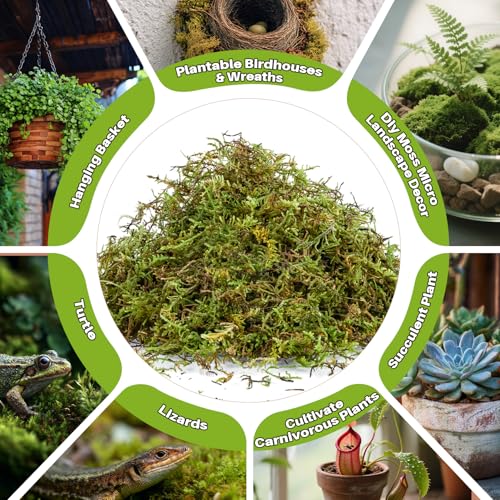 Sukh Sphagnum Moss for Reptiles - 5.5 OZ Reptile Peat Moss Terrarium Bedding Reptiles Lizard Substrate for Reptile Tank, Snake, Leopard Gecko, Ball Python, Crested Gecko, Turtle, Frog, Hamster - size: 5.5 Ounces