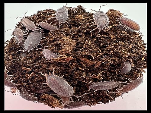 Powder Blue Isopods (Qty-40), for Amphibian/Reptile/Invertebrate Bioactive Habitats, By Critters Direct