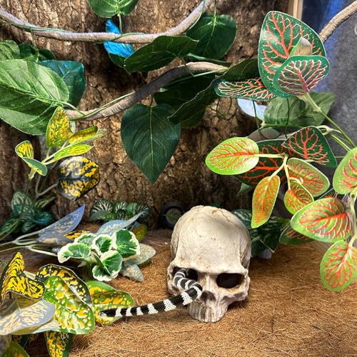Tfwadmx 11Pcs Human Skull Decor with Plants, Snake Hide, Gecko Tank Accessories, Resin Skull with Climbing Vines Reptile Terrarium Tank Decor for Tarantulas, Lizards