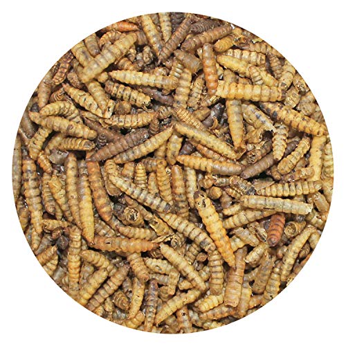 Exotic Nutrition Dried Black Soldier Fly Larvae (1.5 oz.) - High-Calcium Insect Treat - Chickens, Wild Birds, Hedgehogs, Bluebirds, Reptiles, Sugar Gliders, Opossums, Skunks, Lizards, Fish - size: 1.5 Ounce (Pack of 1)