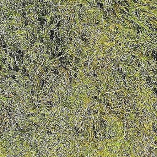 Zoo Med Terrarium Moss, 5.62 liters