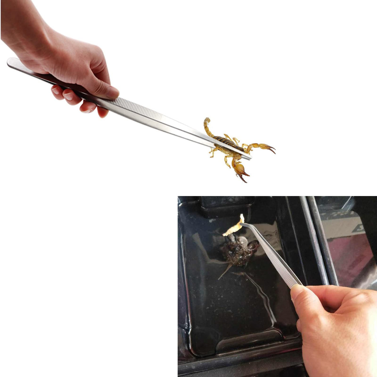 3in1 Feeding Tool Reptile Feeding Tongs Cricket Clamp Bug Scooper, Cleaning Supplies Scooper+ 2x Tweezers for Reptile, Hedgehog, Hamsters, Guinea Pig,Lizard, Spider Bearded Dragon (Blue) - color: Blue