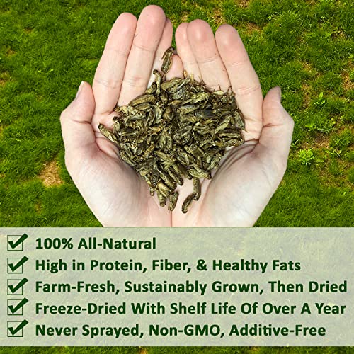 1/2 Pound Dried Crickets - High Protein Insect Treat - Chickens, Wild Birds, Hedgehogs, Bluebirds, Reptiles, Sugar Gliders, Opossums, Skunks, Lizards, Bearded Dragons, Fish, Turtles 8 oz. (1 Pack)