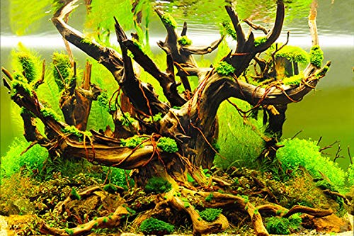 ELEBOX New 20" x 48" Fish Tank Background Paper Wallpaper 2 Sided Colorful Seaweed Water Plants Aquarium Poster Decorations - color: Water Plants, size: H:19.5"x L:48"