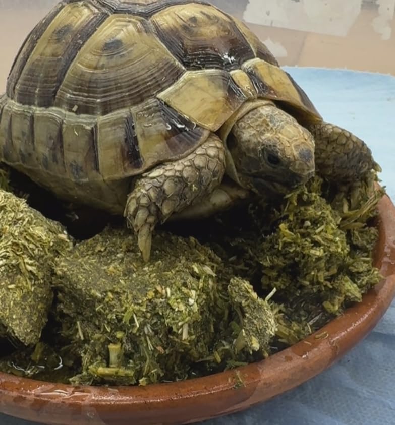 Nature Zone Tortoise Oat & Alfalfa Cubes 2 lb, for Grassland, Desert, Tropical, Forest Tortoises