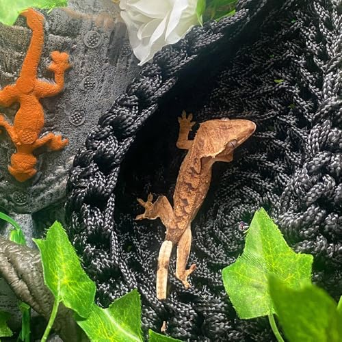MiOYOOW Bearded Dragon Hammock, Swing Hanging Reptile Bed, Reptile Tank Accessories for Small Animals Amphibian, Lizards, Geckos, Snakes - color: black