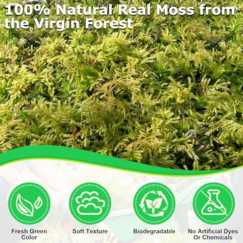 2.6 LBS Green Moss for Plants Indoor, Crafts Moss for Artificial Plants, Decorative Dried Moss Forest Moss for Fake Potted Plants, Fairy Garden, Table Centerpieces and Terrarium Decor - size: 2.6 LB