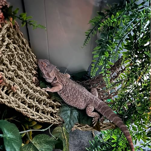 2Pcs Reptile Hammock for Bearded Dragon Climbing Bridge Tank Accessories | Large Bearded Dragon Hammock, 2 Pcs Reptile Climbing Bridge, Lizard Tank Accessories for Chameleon Hermit Snake Habitat Decor - style: 1 Rectangle + 1 Square