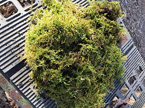 Living Mixed Moss Loose Chunks for Terrariums, Bonsai and Kokedamas 12-16 Ounce