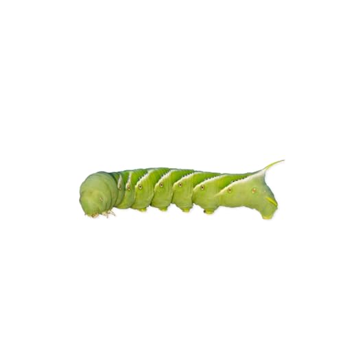 Fluker's Hornworms 24 Count - Reptile and Chicken Food - size: 24 Count (Pack of 1)