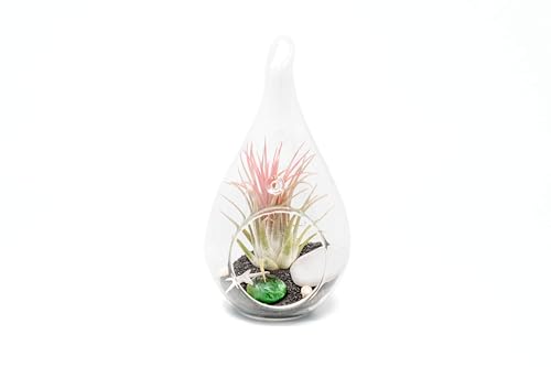Glass Teardrop Beach Plant Terrarium - Air Plant, Sand, Starfish and Shell in Propagation Jar - Home and Garden Decor Plants Pot - Easy Care Indoor and Outdoor Plants Vase (1 Teardrop - Black Sand) - size: 1 Teardrop - Black Sand