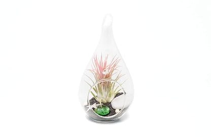 Glass Teardrop Beach Plant Terrarium - Air Plant, Sand, Starfish and Shell in Propagation Jar - Home and Garden Decor Plants Pot - Easy Care Indoor and Outdoor Plants Vase (1 Teardrop - Black Sand) - size: 1 Teardrop - Black Sand