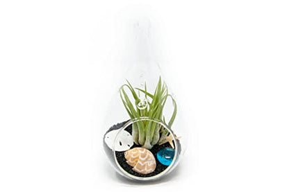 Glass Teardrop Beach Plant Terrarium - Air Plant, Sand, Starfish and Shell in Propagation Jar - Home and Garden Decor Plants Pot - Easy Care Indoor and Outdoor Plants Vase (1 Teardrop - Black Sand) - size: 1 Teardrop - Black Sand