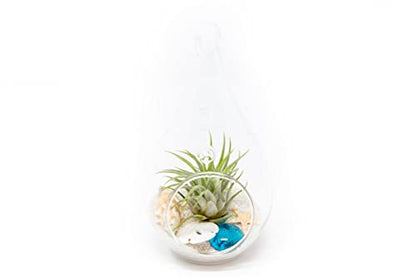 Glass Teardrop Beach Plant Terrarium - Air Plant, Sand, Starfish and Shell in Propagation Jar - Home and Garden Decor Plants Pot - Easy Care Indoor and Outdoor Plants Vase (1 Teardrop - White Sand) - size: 1 Teardrop - White Sand