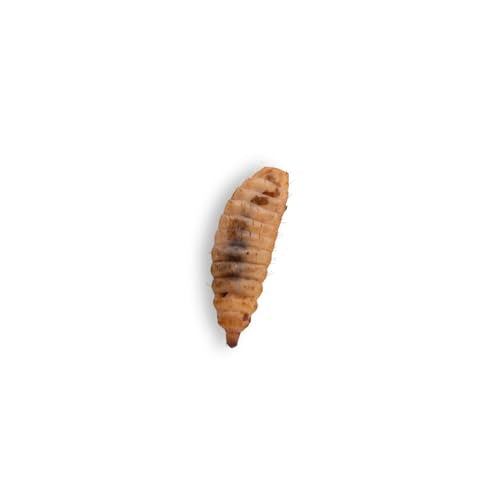 Fluker's Small Live Black Soldier Fly Larvae 100 Count - Reptile and Chicken Food - size: 100 Count (Pack of 1), style: Small, 1/4"