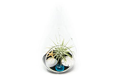 Glass Teardrop Beach Plant Terrarium - Air Plant, Sand, Starfish and Shell in Propagation Jar - Home and Garden Decor Plants Pot - Easy Care Indoor and Outdoor Plants Vase (1 Teardrop - Black Sand) - size: 1 Teardrop - Black Sand