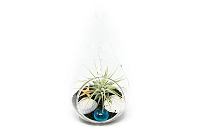 Glass Teardrop Beach Plant Terrarium - Air Plant, Sand, Starfish and Shell in Propagation Jar - Home and Garden Decor Plants Pot - Easy Care Indoor and Outdoor Plants Vase (1 Teardrop - Black Sand) - size: 1 Teardrop - Black Sand