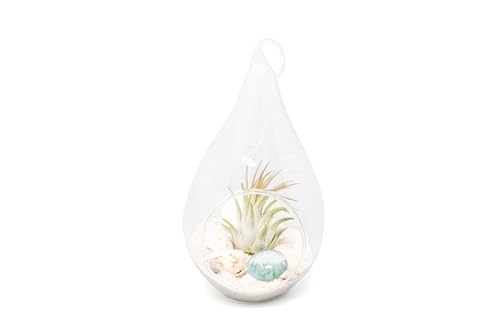 Glass Teardrop Beach Plant Terrarium - Air Plant, Sand, Starfish and Shell in Propagation Jar - Home and Garden Decor Plants Pot - Easy Care Indoor and Outdoor Plants Vase (1 Teardrop - White Sand) - size: 1 Teardrop - White Sand