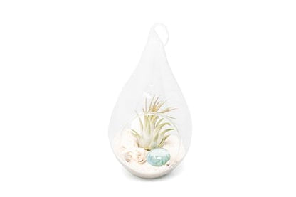 Glass Teardrop Beach Plant Terrarium - Air Plant, Sand, Starfish and Shell in Propagation Jar - Home and Garden Decor Plants Pot - Easy Care Indoor and Outdoor Plants Vase (1 Teardrop - White Sand) - size: 1 Teardrop - White Sand