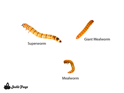 Josh's Frogs Superworms (100 Count) - size: 1 Count (Pack of 100)