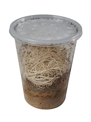 Josh's Frogs Golden Hydei Fruit Fly Culture, 32 oz - Freshly Started | Flightless Live Feeder Insects for Dart Frogs, Fish, Mantids, Toads, Slings, and Other Reptiles, Amphibians, or Animals - color: Golden Hydei