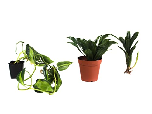 Josh's Frogs White's Tree Frog Vivarium Plant Kit, 18x18x24 Terrarium | Bioactive - size: 18x18x24 Terrarium