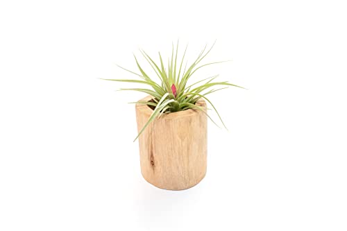 Driftwood Container with Custom Air Plant - Succulents - Live Tillandsia - Easy Care Indoor and Outdoor House Plants (Stricta) - style: Stricta