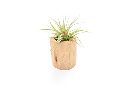 Driftwood Container with Custom Air Plant - Succulents - Live Tillandsia - Easy Care Indoor and Outdoor House Plants (Stricta) - style: Stricta