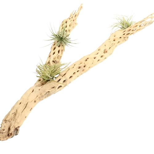 Koyal Wholesale 18-20" Cholla Wood Aquarium Leopard Gecko Tank Accessories Untreated Large Driftwood for Aquarium Wood Hermit Crab Accessories Drift Wood for Shrimp Tank Gecko Accessories - size: 18 / 20-Inch
