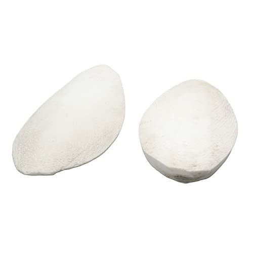 emours Natural Cuttlefish Bone for Reptiles, Tortoises, Tortoise, Snails, Birds and Small Animals (5.5-6 inch (Pack of 2)) - size: 5.5-6 Inch (Pack of 2)