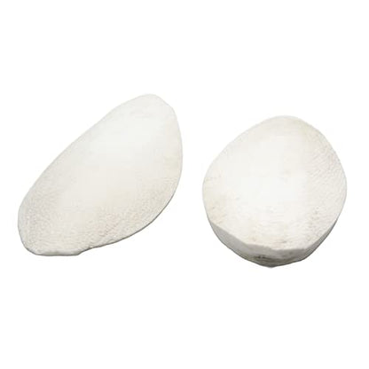 emours Natural Cuttlefish Bone for Reptiles, Tortoises, Tortoise, Snails, Birds and Small Animals (5.5-6 inch (Pack of 2)) - size: 5.5-6 Inch (Pack of 2)