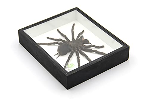 Real Giant Bird Eating Tarantula EURYPEIMA SPINCRUS Spider Taxidermy Transparent Boxed Display (Black Wooden Box) - color: Black Wooden Box