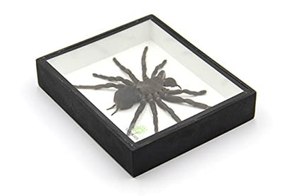 Real Giant Bird Eating Tarantula EURYPEIMA SPINCRUS Spider Taxidermy Transparent Boxed Display (Black Wooden Box) - color: Black Wooden Box