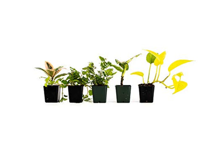 Josh's Frogs 36x18x18/ 40 Breeder Ball Python Terrarium Plant Kit - size: 36x18x18/ 40 Breeder