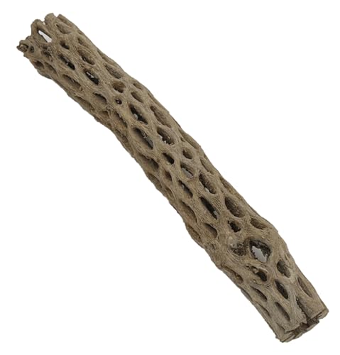 Awesome Aquatic XL Cholla Wood Tubes, Teddy Cane, 12" x up to 2" | XL Hideouts • Hollow tubes • Natural biofilm surface • Secure hideouts • Shrimp plecos hermit crabs reptiles • Natural décor - size: XL 12 in x up to 2 in Diameter