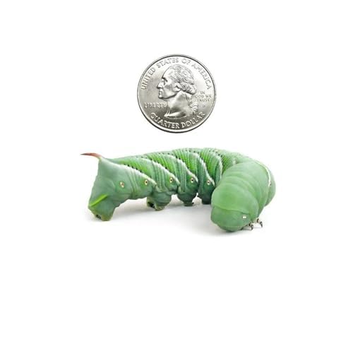 Dubia Roaches 12 Count Large Hornworms for Bearded Dragons, Geckos, and Other Lizards - size: 1 Count (Pack of 12), style: Large