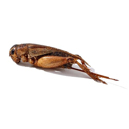 Dried Crickets 1 lb for Chickens, Wild Birds, Hedgehogs, Reptiles, Lizards, Bearded Dragons, Fish, Turtles - High Protein Natural Insect Food Resealable Bag