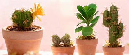 Fake Reptile Plants, Desert Reptile Plants Succulent kit, Reptile Terrarium Decorative, 4 Pcs, Faux Cactus Plants for Bearded Dragon Tank Decor, Cactus Terrarium Decor