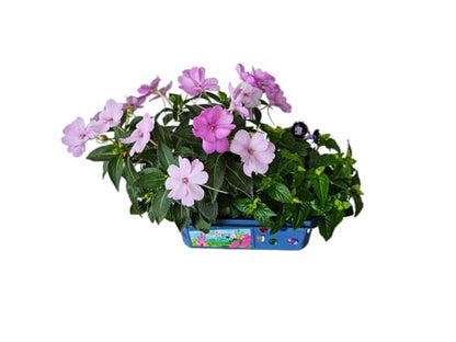 Grow Your Own Flower Princess Palace Terrarium Starter Kit - Blooming Jewelweed & Princess Flowers, Includes Pony, Royal Gems & Complete Supplies to Start Growing in a Week - style: Flower Princess Palace