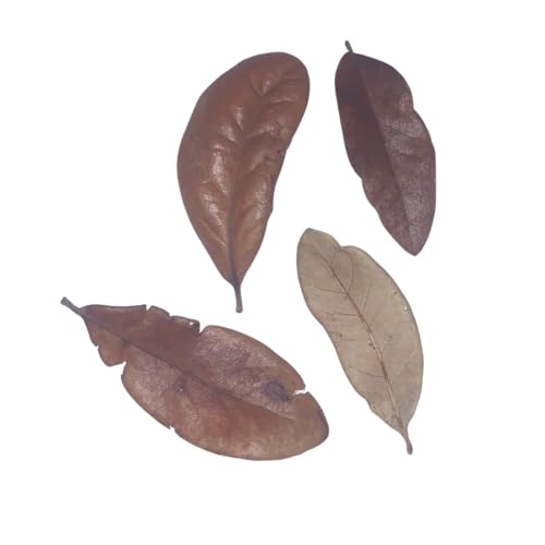 Texas Live Oak Leaf Litter for Reptiles, Bioactive Substrate, Leaf Litter for Isopods, Natural Habitat Enrichment, Terrariums and Vivariums, (1 Gallon) - size: 1 gallon - standard