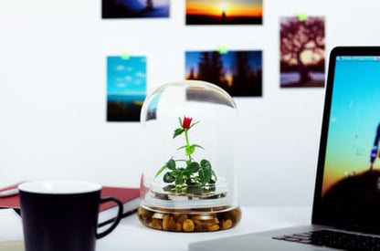 Bloomify Live Rose Terrarium, Miniature Rose in Self Sustaining Glass Jar, Maintenance Free, Great Unique Gift and Home Decor.