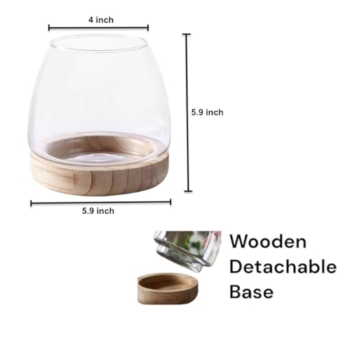 Water Terrarium Kit with 5.9” Glass Bowl, Substrate and Seeds | Create Your Own Indoor Garden | DIY Complete Set for Simple, Stunning Growth Unique Gift for Nature Lover | Desktop Decor - size: 5.9" H - 5.9" W