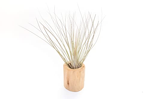 Driftwood Container with Custom Air Plant - Succulents - Live Tillandsia - Easy Care Indoor and Outdoor House Plants (Juncea) - style: Juncea