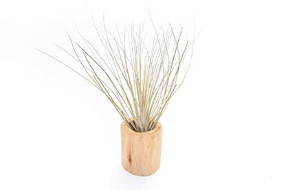 Driftwood Container with Custom Air Plant - Succulents - Live Tillandsia - Easy Care Indoor and Outdoor House Plants (Juncea) - style: Juncea